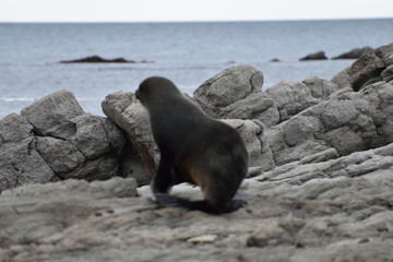 Seal sleeping on the rock