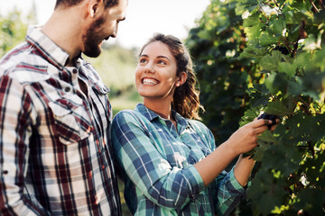 Couple working in vineyard