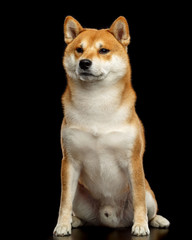 Shiba inu Dog  Isolated  on Black Background in studio