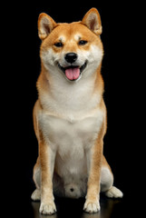 Shiba inu Dog  Isolated  on Black Background in studio