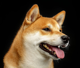 Shiba inu Dog  Isolated  on Black Background in studio