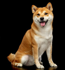 Shiba inu Dog  Isolated  on Black Background in studio