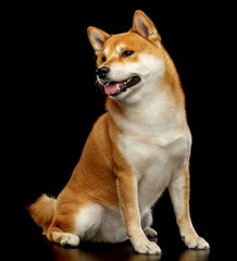 Shiba inu Dog  Isolated  on Black Background in studio
