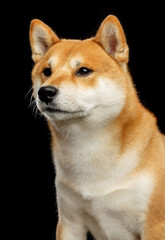 Shiba inu Dog  Isolated  on Black Background in studio