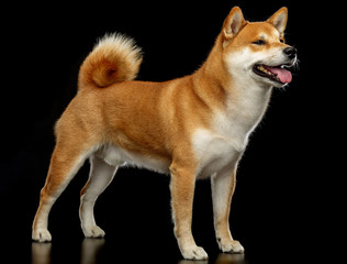 Shiba inu Dog  Isolated  on Black Background in studio