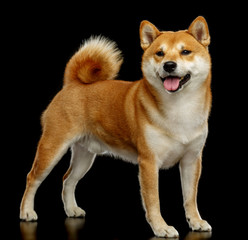 Shiba inu Dog  Isolated  on Black Background in studio