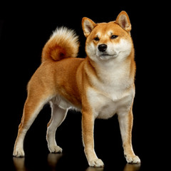 Shiba inu Dog  Isolated  on Black Background in studio