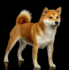 Shiba inu Dog  Isolated  on Black Background in studio