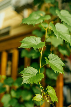 Small green grape tree and leaves in the garden.