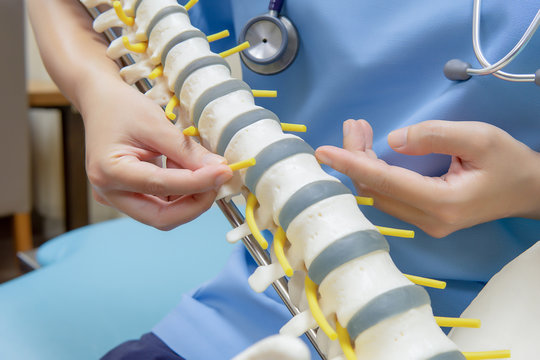 Doctor pointed on area of anatomical model spine. Medical and orthopedic concept.