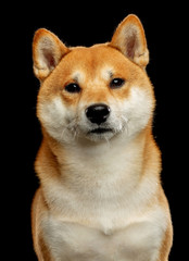 Shiba inu Dog  Isolated  on Black Background in studio