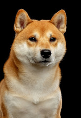 Shiba inu Dog  Isolated  on Black Background in studio