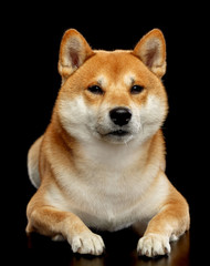 Shiba inu Dog  Isolated  on Black Background in studio