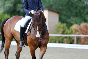 Head shot closeup of a dressage horse during competition event
