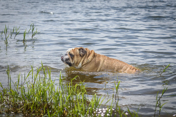 English bulldog swimming in the lake,selective focus