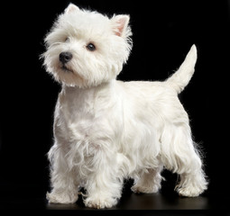 West highland white terrier Dog  Isolated  on Black Background in studio