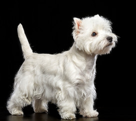 West highland white terrier Dog  Isolated  on Black Background in studio