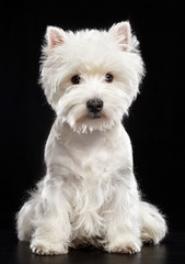 West highland white terrier Dog  Isolated  on Black Background in studio