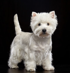 West highland white terrier Dog  Isolated  on Black Background in studio