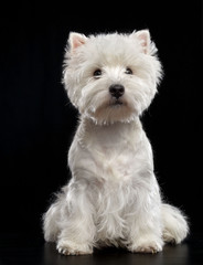 West highland white terrier Dog  Isolated  on Black Background in studio