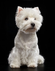 West highland white terrier Dog  Isolated  on Black Background in studio