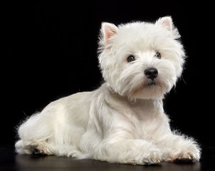West highland white terrier Dog  Isolated  on Black Background in studio