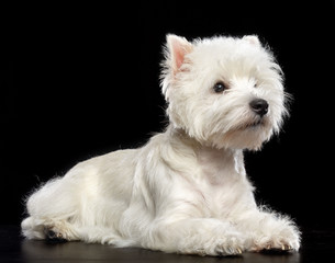 West highland white terrier Dog  Isolated  on Black Background in studio
