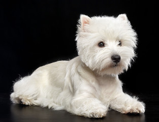West highland white terrier Dog  Isolated  on Black Background in studio
