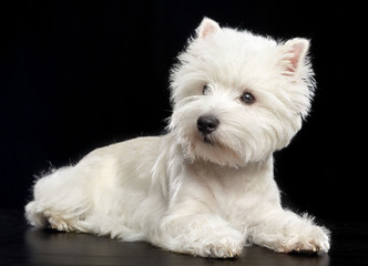 West highland white terrier Dog  Isolated  on Black Background in studio