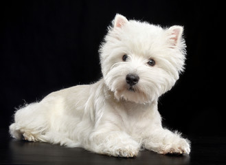 West highland white terrier Dog  Isolated  on Black Background in studio
