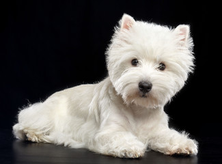 West highland white terrier Dog  Isolated  on Black Background in studio