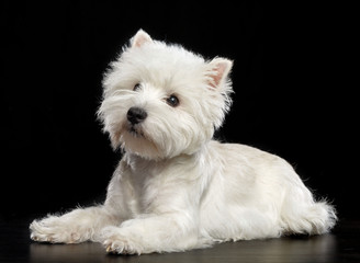 West highland white terrier Dog  Isolated  on Black Background in studio