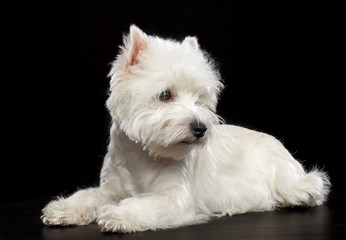 West highland white terrier Dog  Isolated  on Black Background in studio