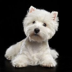 West highland white terrier Dog  Isolated  on Black Background in studio