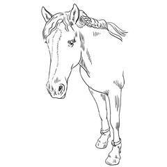 Vector image of an horse on white background. Outline sketch illustration of beautiful horse portrait one line