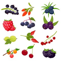 Set berries isolated on white background: currant, cherry, raspberries, rowan, gooseberry, dogrose, blackberry, goji, juniper. Vector illustration