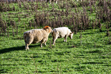 Sheep on Road trip in New Zeland
