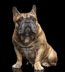 Obraz premium French Bulldog Dog Isolated on Black Background in studio