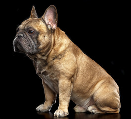 French Bulldog Dog  Isolated  on Black Background in studio