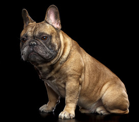 French Bulldog Dog  Isolated  on Black Background in studio