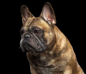 French Bulldog Dog  Isolated  on Black Background in studio