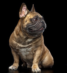 French Bulldog Dog  Isolated  on Black Background in studio