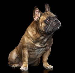 Obraz premium French Bulldog Dog Isolated on Black Background in studio