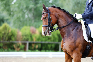 Fototapeta premium Head shot closeup of a dressage horse during competition event