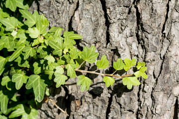 Green ivy leaves