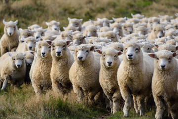 Moutons en road trip en Nouvelle-Zélande