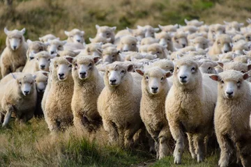 Papier Peint photo Lavable Moutons Moutons en road trip en Nouvelle-Zélande