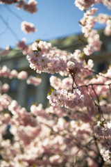 Pink cherry tree in bloom