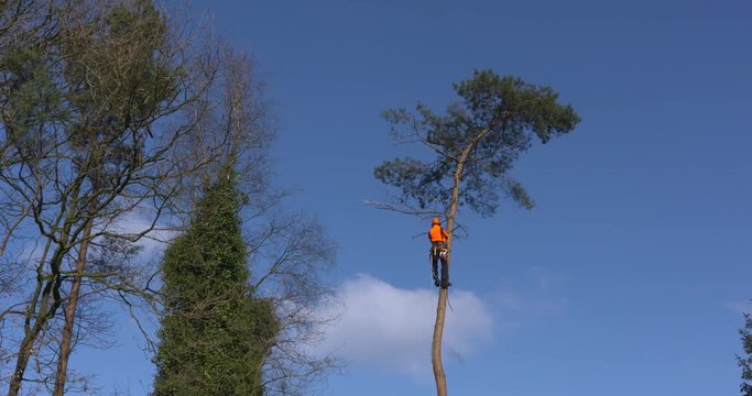 lumberjack roped in a treetop and dressed in forestry gear, saws branches from a fir tree