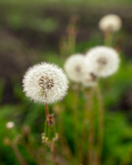 Fluffy dandelion on nature